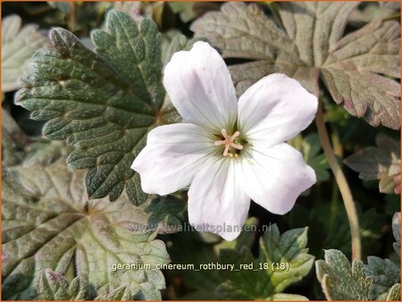 Geranium &#39;Rothbury Red&#39;