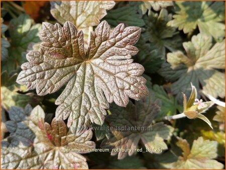 Geranium &#39;Rothbury Red&#39;