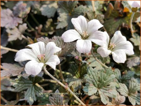 Geranium &#39;Rothbury Red&#39;