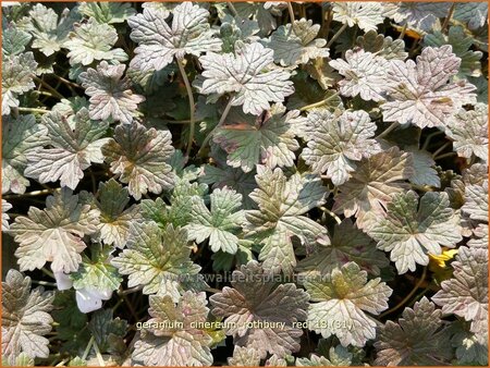 Geranium &#39;Rothbury Red&#39;