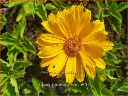 Heliopsis helianthoides 'Venus'