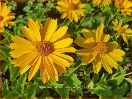 Heliopsis helianthoides 'Venus'