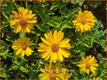 Heliopsis helianthoides 'Venus'