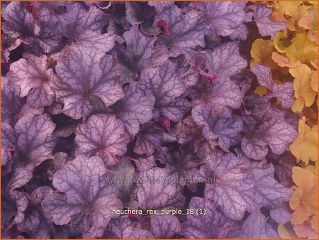 Heuchera &#39;Rex Purple&#39;