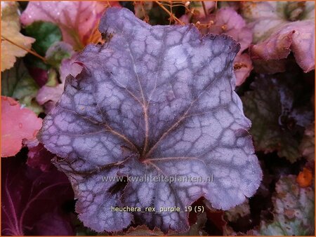 Heuchera &#39;Rex Purple&#39;