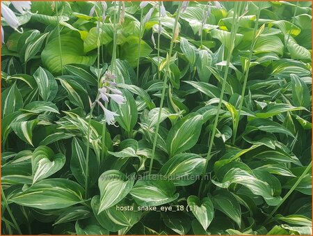 Hosta 'Snake Eyes'