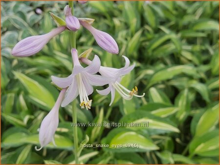 Hosta &#39;Snake Eyes&#39;