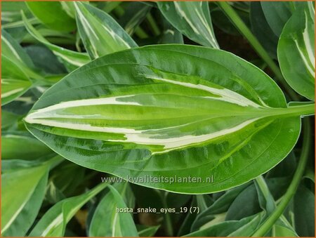 Hosta 'Snake Eyes'