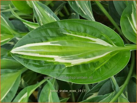 Hosta &#39;Snake Eyes&#39;