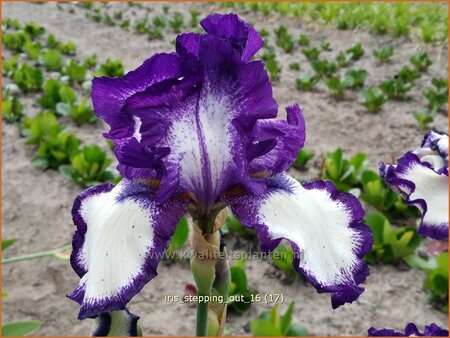 Iris germanica &#39;Stepping Out&#39;
