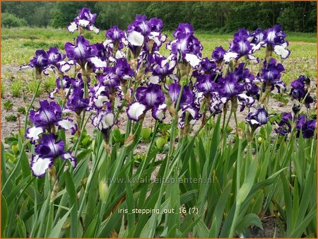 Iris germanica &#39;Stepping Out&#39;
