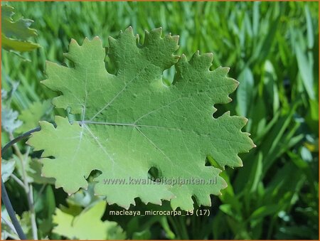 Macleaya microcarpa