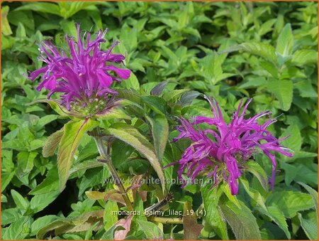 Monarda &#39;Balmy Lilac&#39;