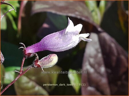 Penstemon digitalis &#39;Dark Towers&#39;