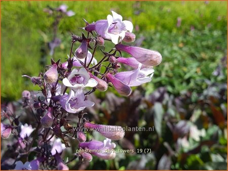 Penstemon digitalis &#39;Dark Towers&#39;