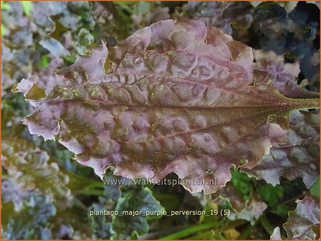 Plantago major &#39;Purple Perversion&#39;