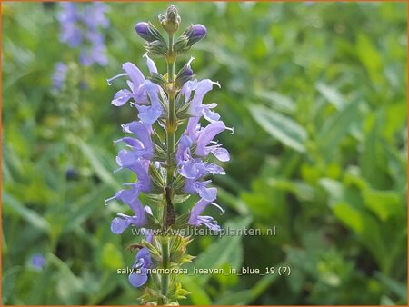 Salvia nemorosa &#39;Heaven in Blue&#39;