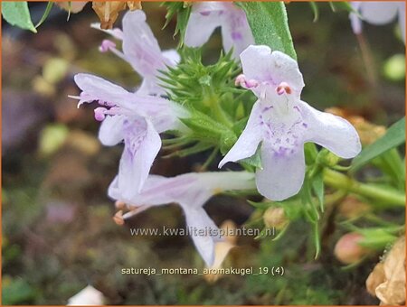 Satureja montana 'Aromakugel'