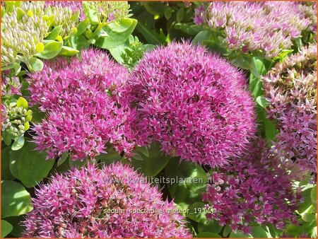 Sedum spectabile &#39;Meteor&#39;