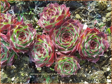 Sempervivum calcareum &#39;Guillaumes&#39;