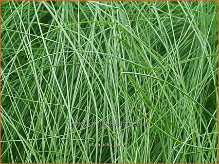 Stipa ichu