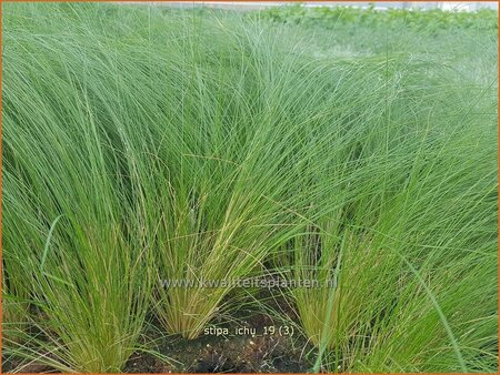 Stipa ichu