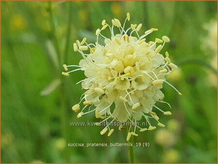 Succisa pratensis &#39;Buttermilk&#39;