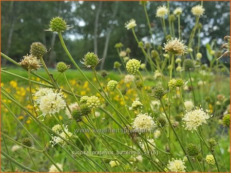 Succisa pratensis &#39;Buttermilk&#39;