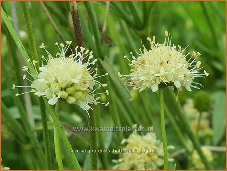 Succisa pratensis &#39;Buttermilk&#39;