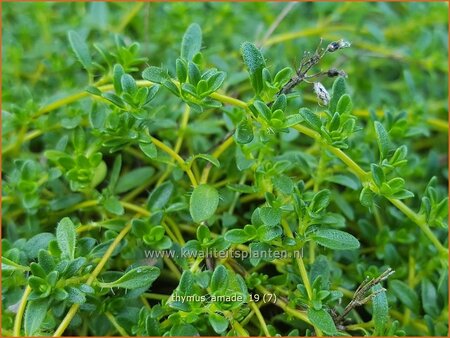 Thymus serpyllum 'Amadé'