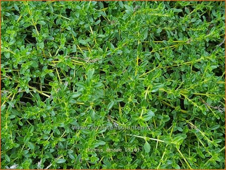 Thymus serpyllum 'Amadé'