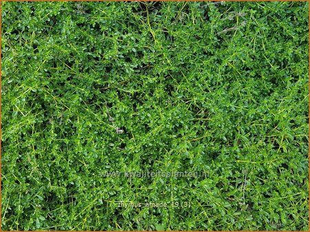 Thymus serpyllum 'Amadé'
