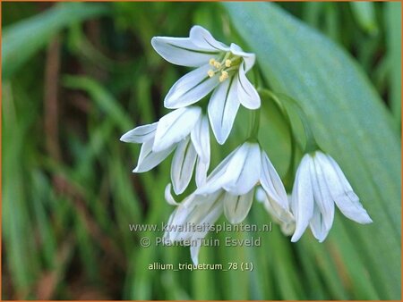 Allium triquetrum