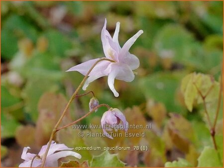 Epimedium pauciflorum
