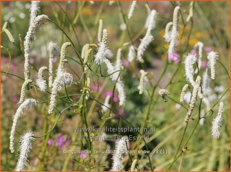 Sanguisorba tenuifolia &#39;Korean Snow&#39;