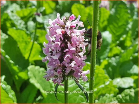 Stachys officinalis &#39;Rosea&#39;