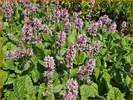 Stachys officinalis &#39;Rosea&#39;