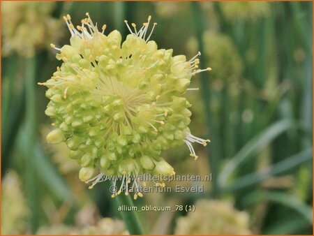 Allium obliquum