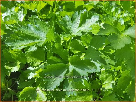 Petroselinum crispum &#39;Gigante d&#39;Italia&#39;