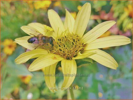 Silphium mohrii