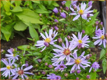 Aster cordifolius &#39;Blue Heaven&#39;