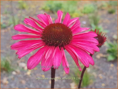 Echinacea purpurea &#39;JS Stiletto&#39;