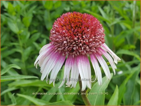 Echinacea purpurea &#39;Strawberry and Cream&#39;