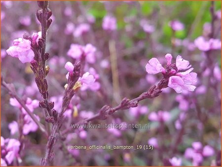 Verbena officinalis 'Bampton'