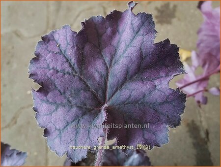 Heuchera &#39;Grande Amethyst&#39;