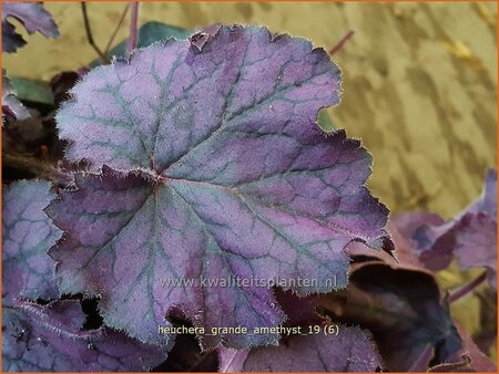 Heuchera &#39;Grande Amethyst&#39;