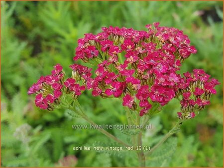 Achillea millefolium &#39;New Vintage Red&#39;