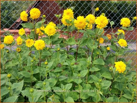 Helianthus decapetalus &#39;Loddon Gold&#39;