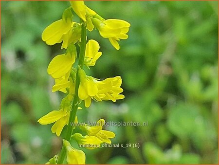 Melilotus officinalis