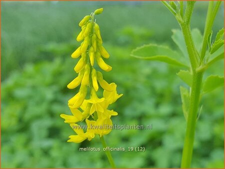 Melilotus officinalis